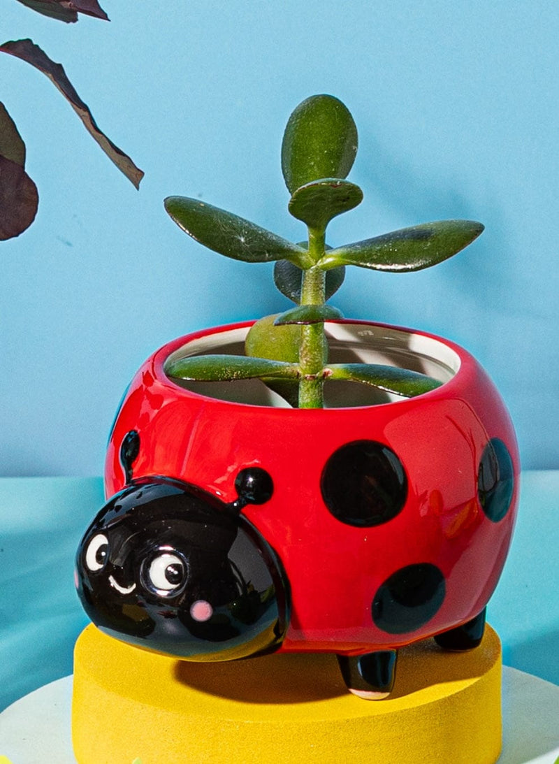 ladybird plant pot Ladybird Mini Planter — Gardening for Kids
