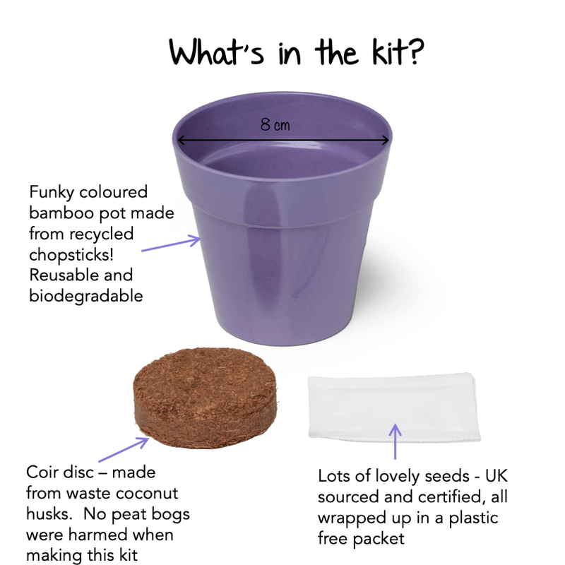 Gardening for Kids Little Nature Explorers Children's Grow Your Own Cornflowers Growing Kit