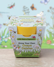 Gardening for Kids Little Nature Explorers Grow Your Own Oxeye Daisies Growing Kit