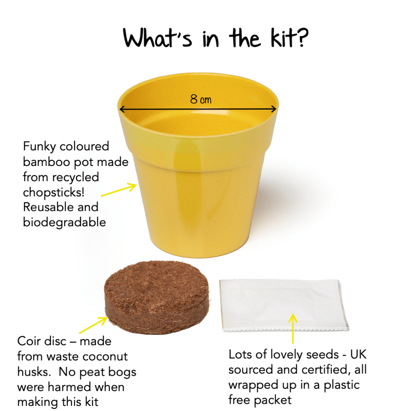 Gardening for Kids Little Nature Explorers Grow Your Own Oxeye Daisies Growing Kit