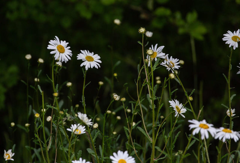 Gardening for Kids Little Nature Explorers Grow Your Own Oxeye Daisies Growing Kit