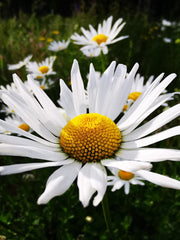 Gardening for Kids Little Nature Explorers Grow Your Own Oxeye Daisies Growing Kit