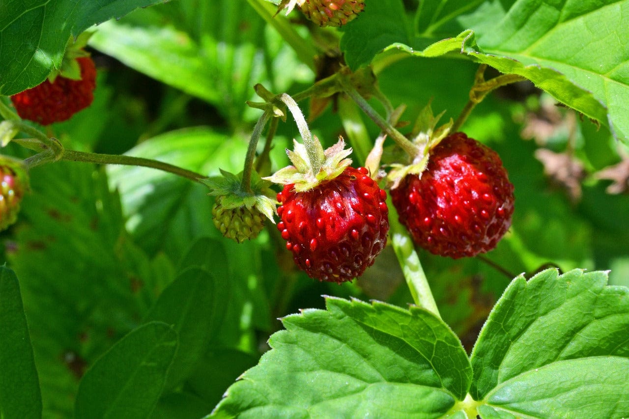 Little Nature Explorers Grow Your Own Wild Strawberries Growing