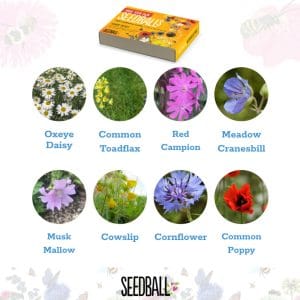 Seedball Make Your Own Seedballs Kit - Flowers for Bees