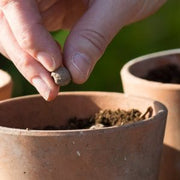 Seedball Make Your Own Seedballs Kit - Flowers for Bees