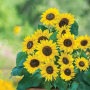 Gardening for Kids Mini Sunflower Growing Kit with Pot