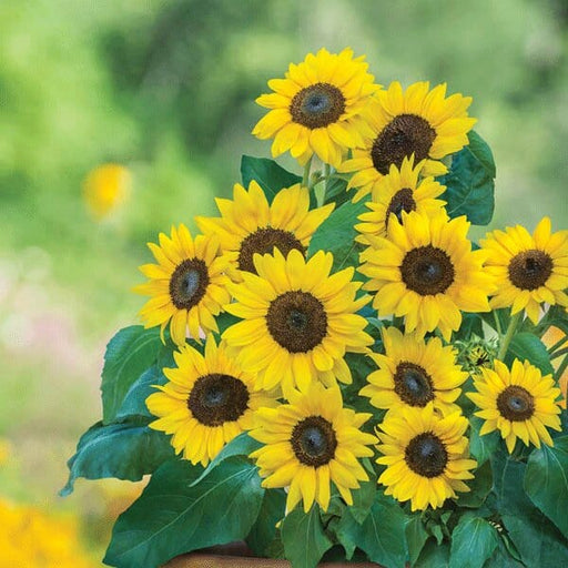 Gardening for Kids Mini Sunflower Growing Kit with Pot