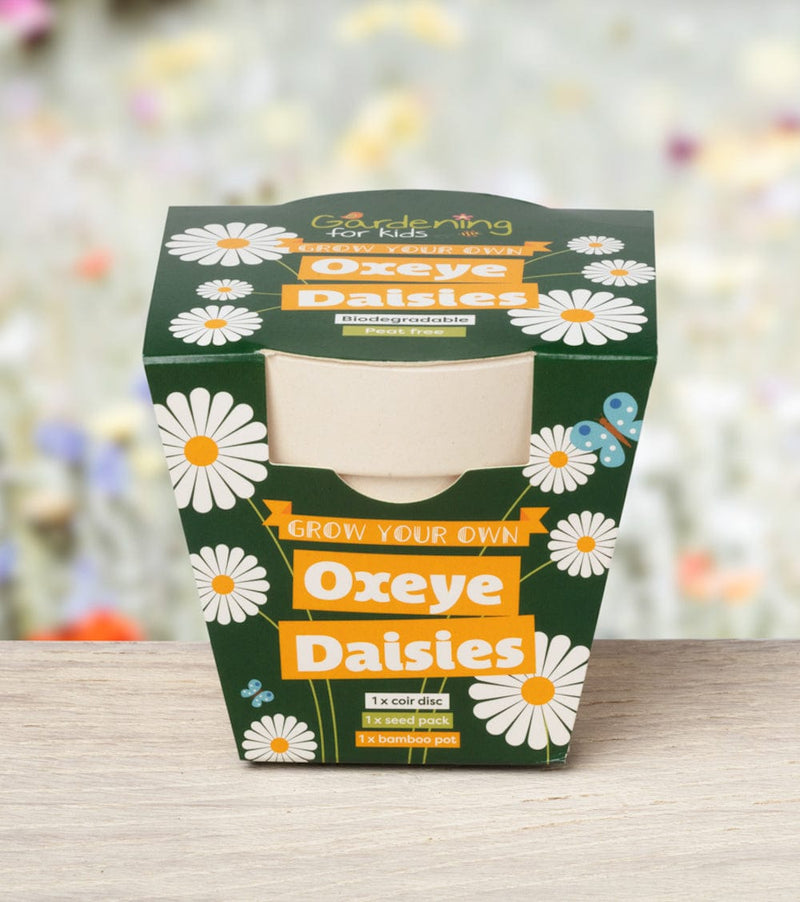 Gardening for Kids Oxeye Daisy Wildflower Growing Kits with Pot