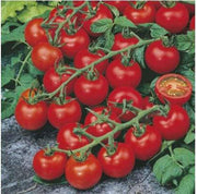 Gardening for Kids Salad Garden Growing Kit