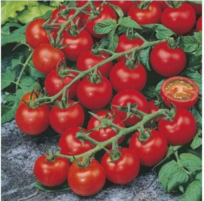 Gardening for Kids Salad Garden Growing Kit