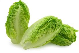 Gardening for Kids Salad Garden Growing Kit