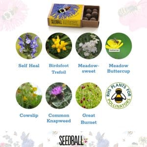 Seedball Seedballs - Bees Collection matchboxes