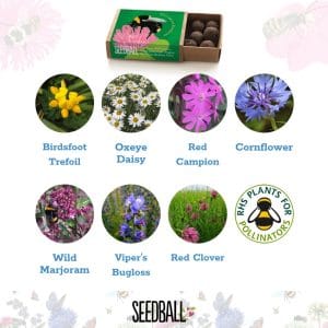 Seedball Seedballs - Bees Collection matchboxes