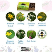 Seedball Seedballs - Bees Collection matchboxes