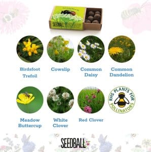 Seedball Seedballs - Bees Collection matchboxes