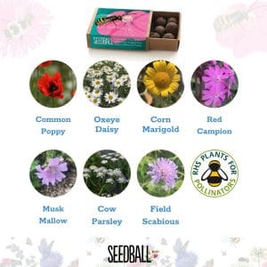 Seedball Seedballs - Bees Collection matchboxes
