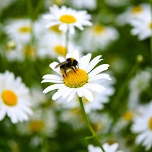 Gardening for Kids Seedballs Wildflower Jars