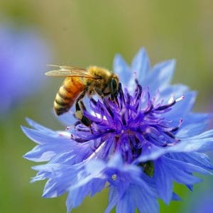 Gardening for Kids Seedballs Wildflower Jars