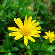 Gardening for Kids Seedballs Wildflower Jars