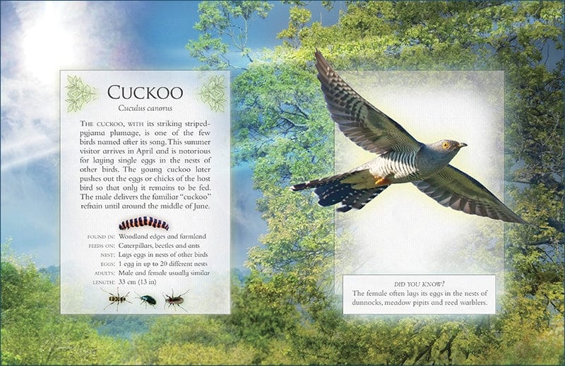 Grantham Book Services The Little Book of Woodland Bird Songs Children's `Nature Sound Book