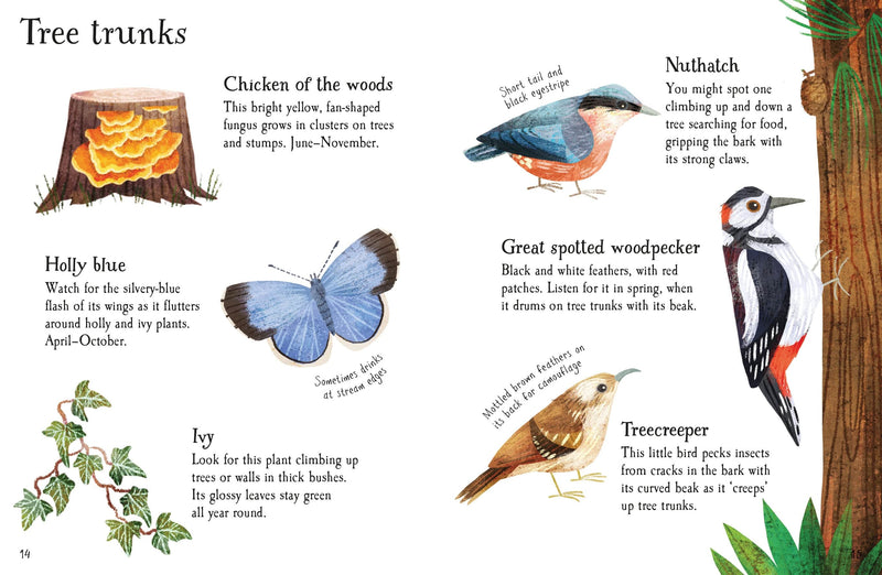 House of Marbles Woodland Life to Spot - Usborne Children's Mini Guides Nature book