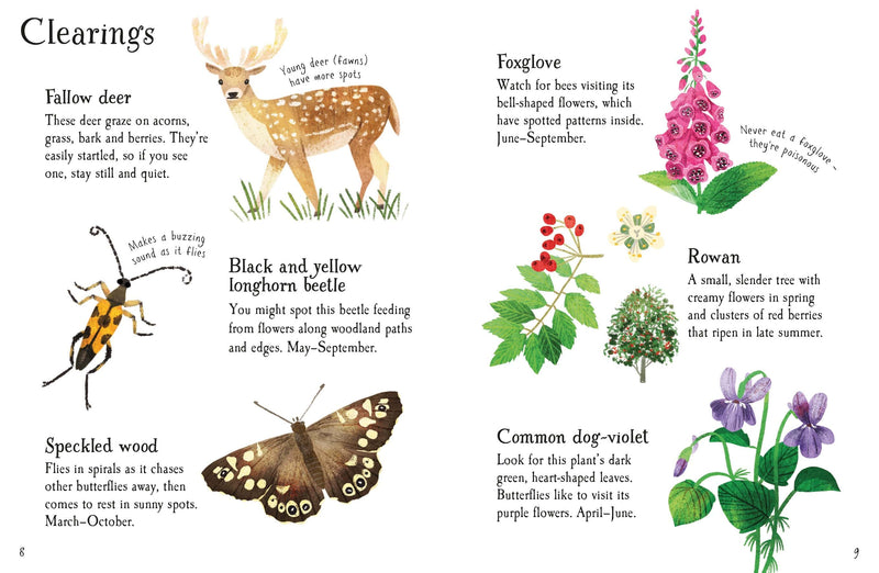 House of Marbles Woodland Life to Spot - Usborne Children's Mini Guides Nature book