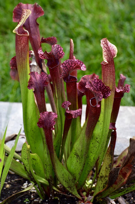 Grow Your Own Carnivorous Plants Growing Kit