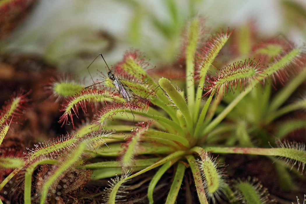 Grow Your Own Carnivorous Plants Growing Kit