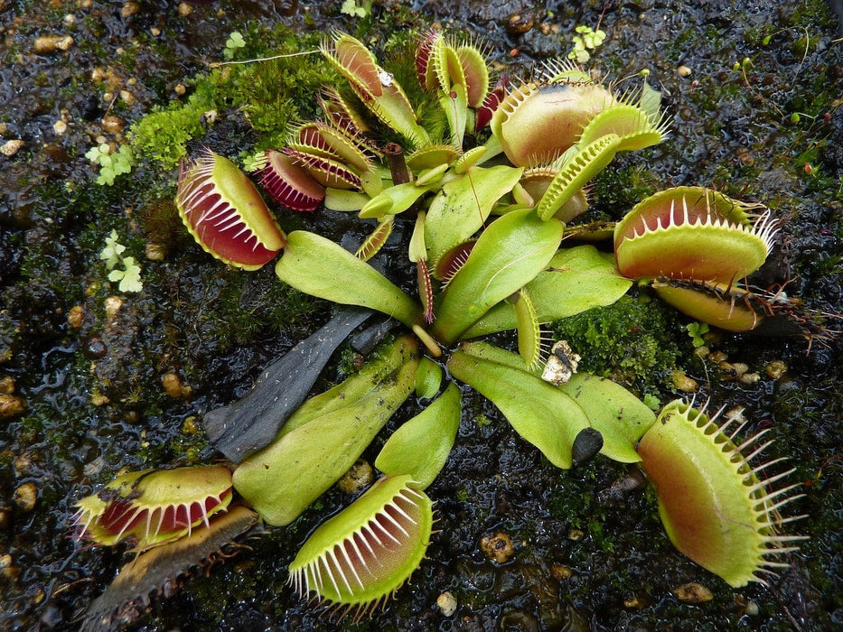 Grow Your Own Venus Fly Trap Growing Kit