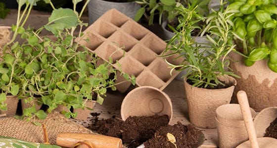 Cardboard Square Biodegradable Seed Trays - pack of 3