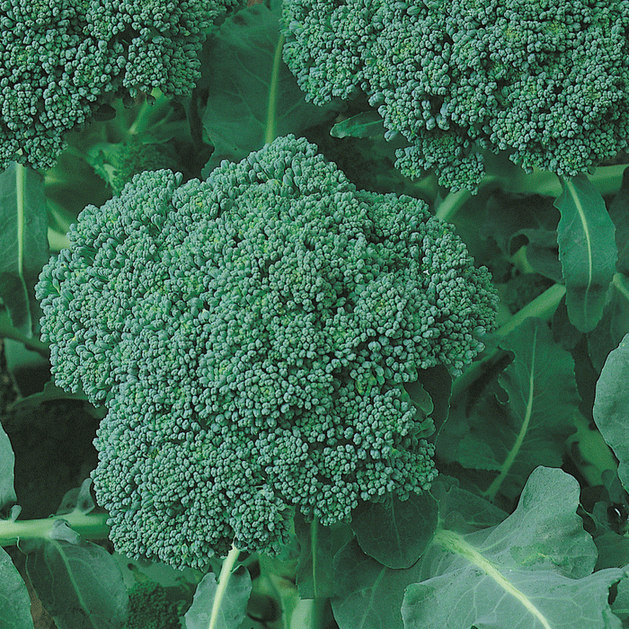 Grow Sow Simple - Broccoli