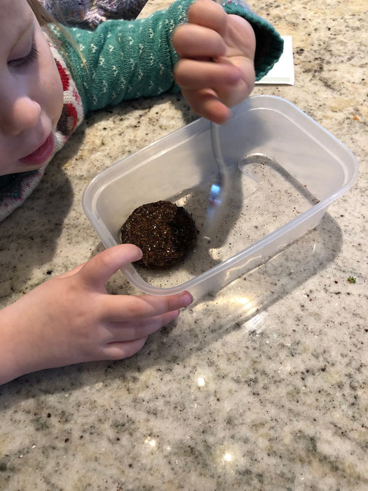 Sunflower Growing Kit with Pot