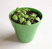 Gardening for Kids Basil Growing Kit with Pot