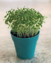 Gardening for Kids Blue Cress Growing Kit with Pot