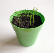 Gardening for Kids Christmas Tree Growing Kit with Pot