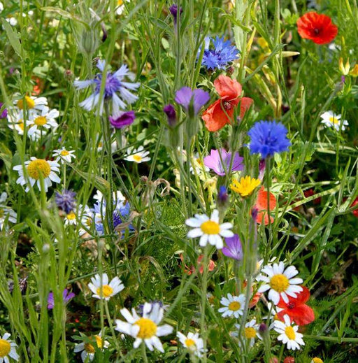Suttons Colourful Annuals Mix