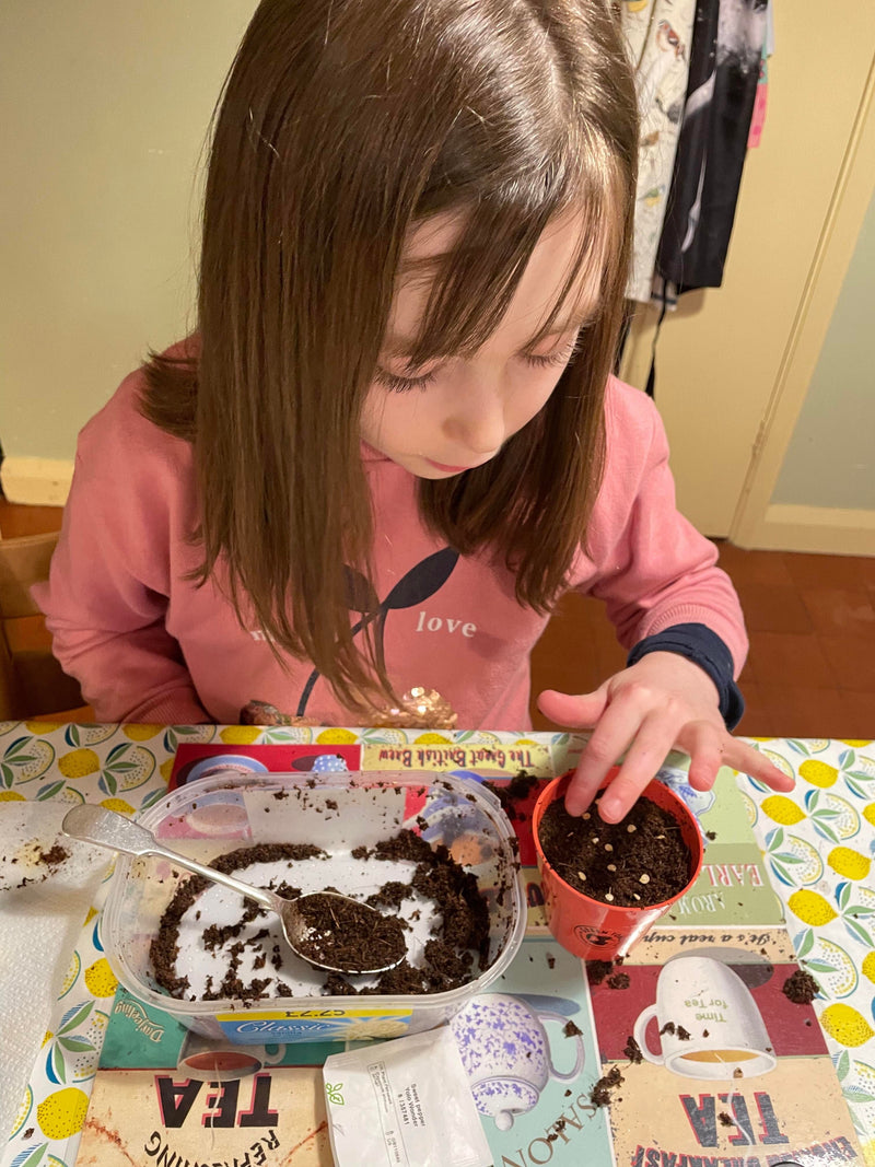 Gardening for Kids Cornflower Wildflower Growing Kit with Pot