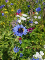 Gardening for Kids Cornflower Wildflower Growing Kit with Pot