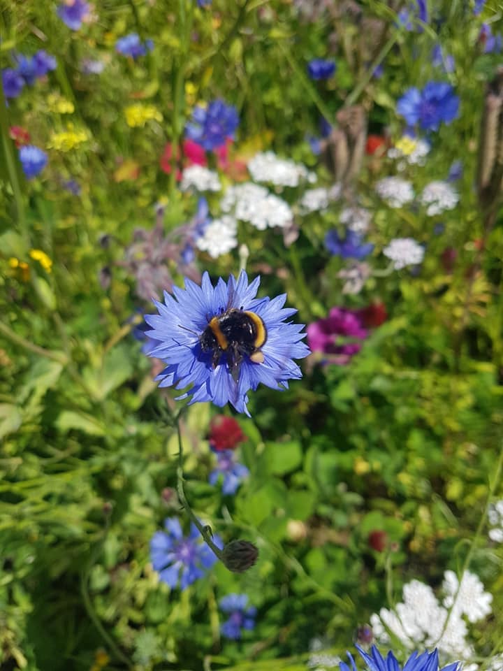 Gardening for Kids Cornflower Wildflower Growing Kit with Pot