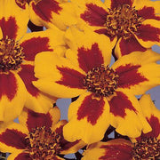 Thompson and Morgan Marigold Seeds