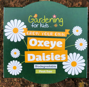 Gardening for Kids Oxeye Daisy Wildflower Growing Kits with Pot