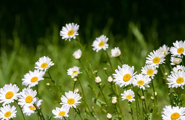 Gardening for Kids Oxeye Daisy Wildflower Growing Kits with Pot