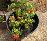 Gardening for Kids Pizza Toppings Growing Kit