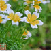 Thompson and Morgan Poached Egg Plant Seeds