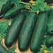 Grow Sow Simple - Seedcell Cucumber