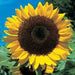 Grow Sow Simple - Seedcell Sunflower