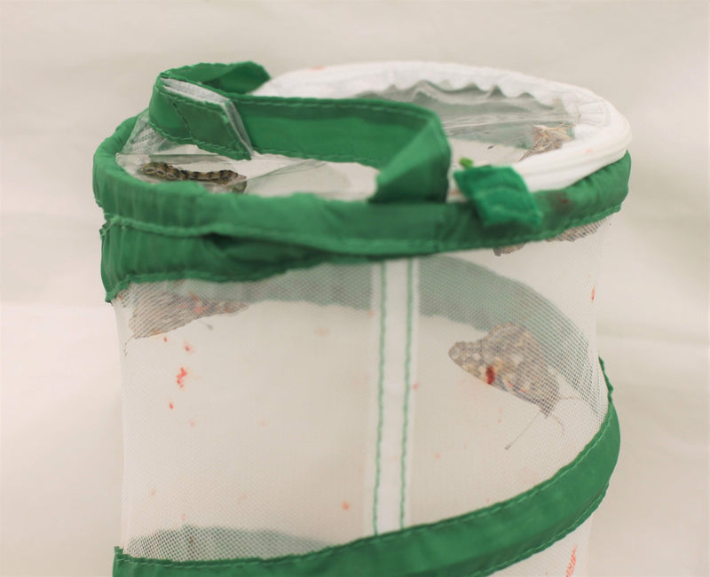 Insect Lore Standard Real Butterfly Garden