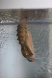 Insect Lore Standard Real Butterfly Garden