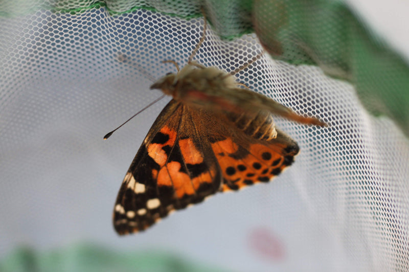 Insect Lore Standard Real Butterfly Garden