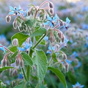 Suttons Star Flower Borage Seeds